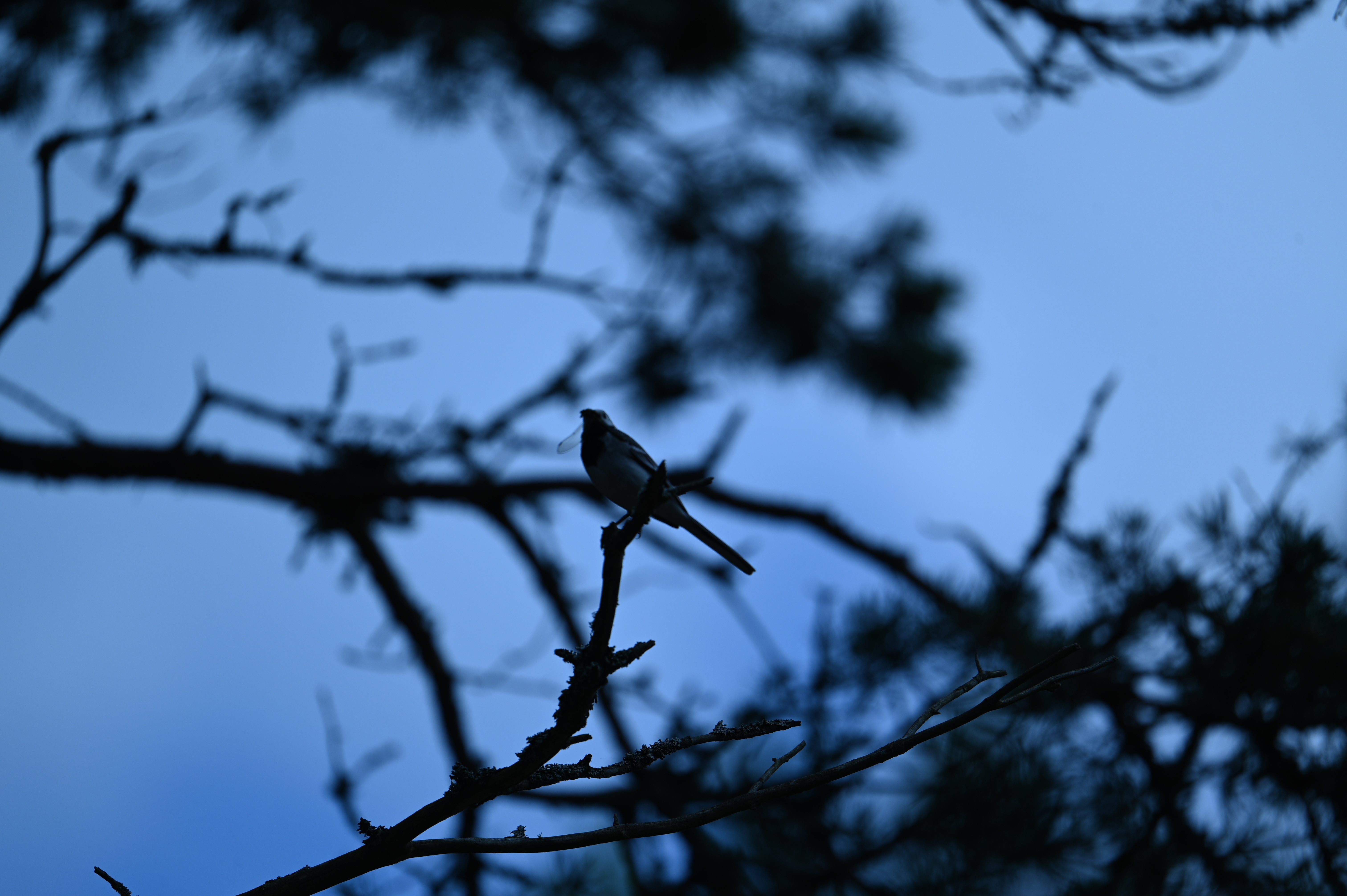 2025/07/09-14 - trip/DSC_0389.JPG